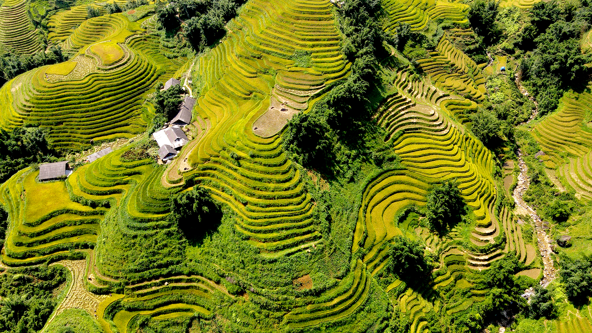 Rice Terrace in Sapa (1)_1