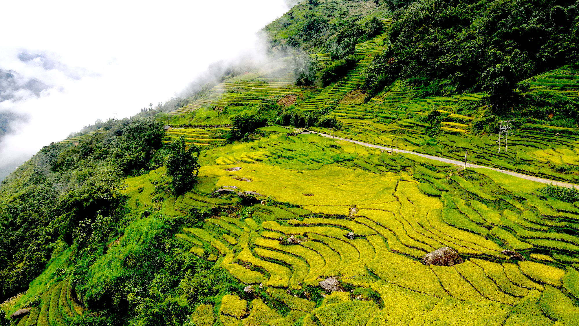 Rice Terrace in Sapa (5)