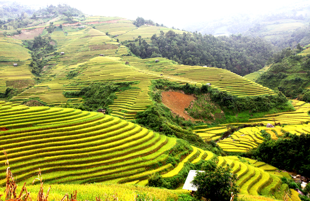 la-pan-tan-giangnam
