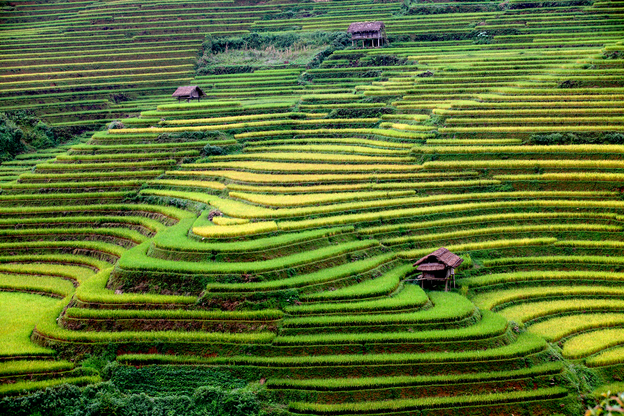 mucangchai_pacifictravel32